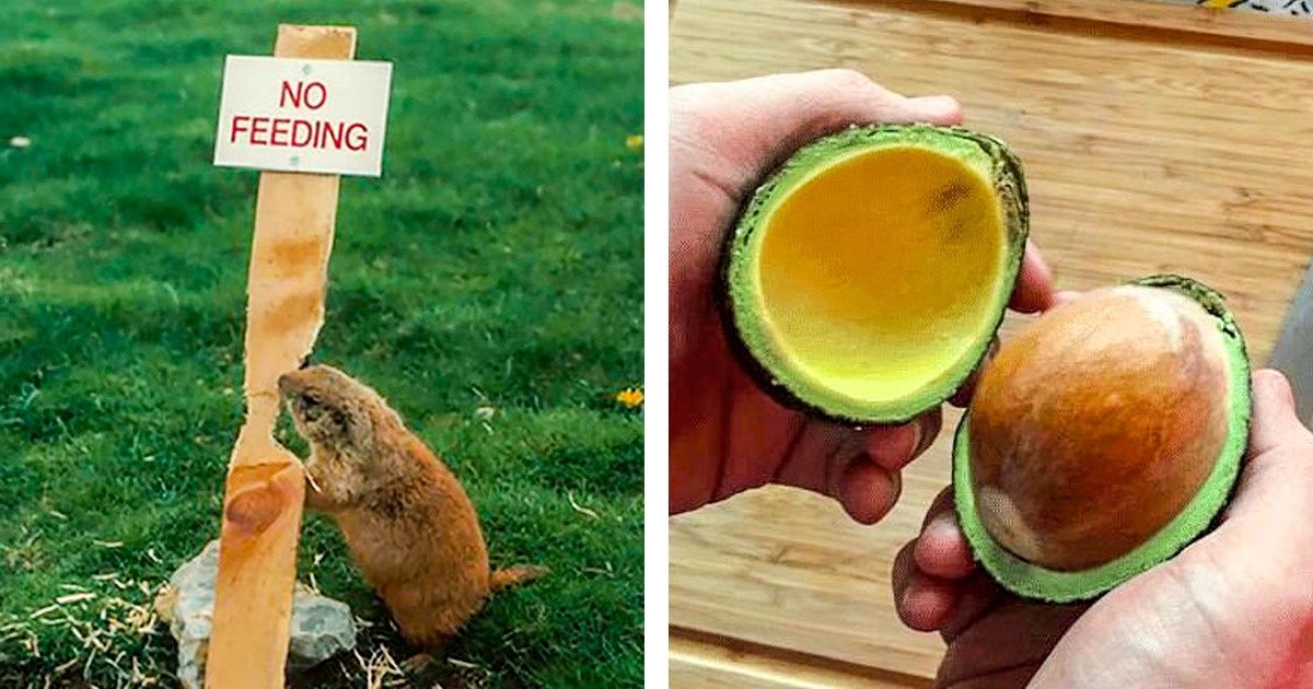 18 zdjęć, które potwierdzają, że natura potrafi stroić sobie żarty niczym najlepszy komik