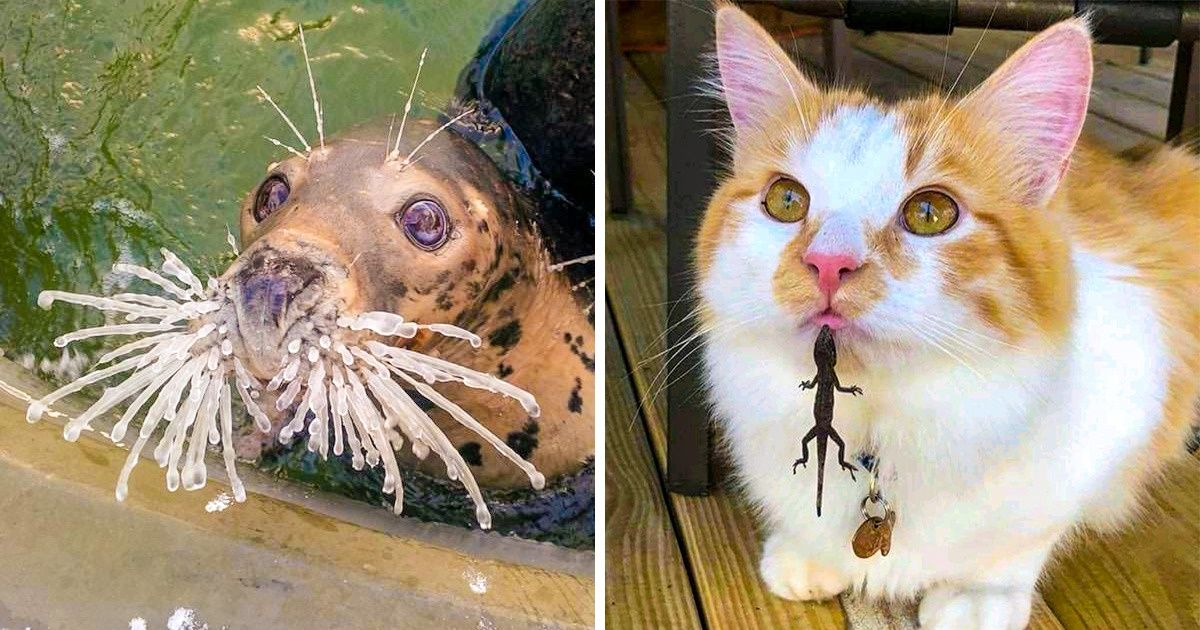 21 zwierząt, które rozweselą cię bardziej niż jakikolwiek komik