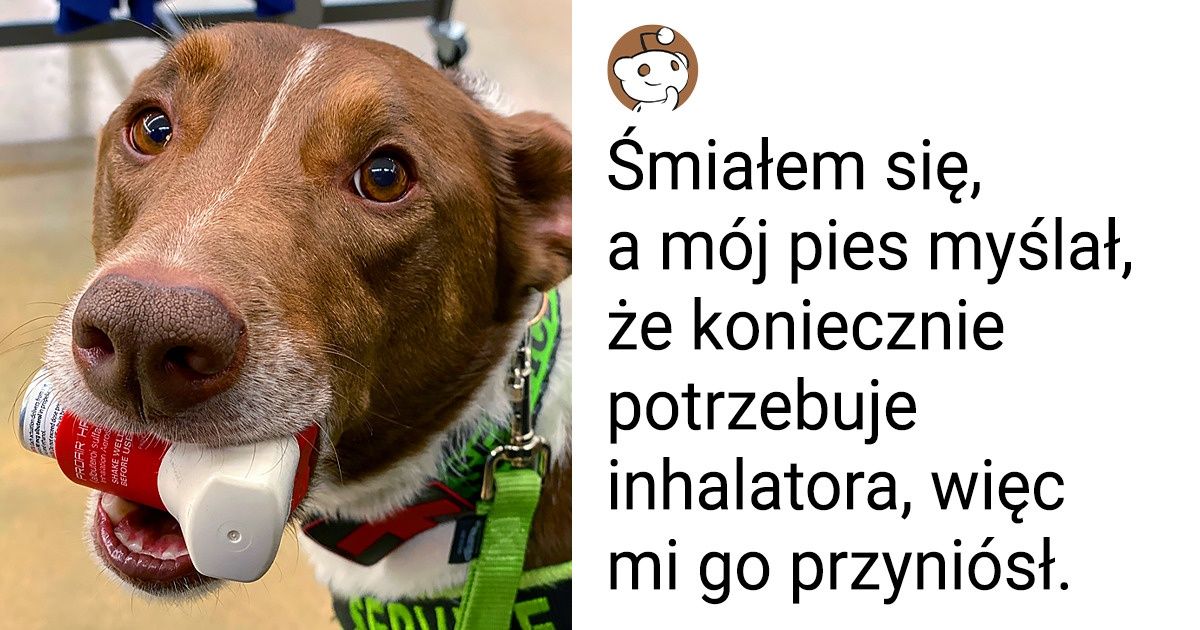 26 psów, które zasługują na tytuł pracownika miesiąca
