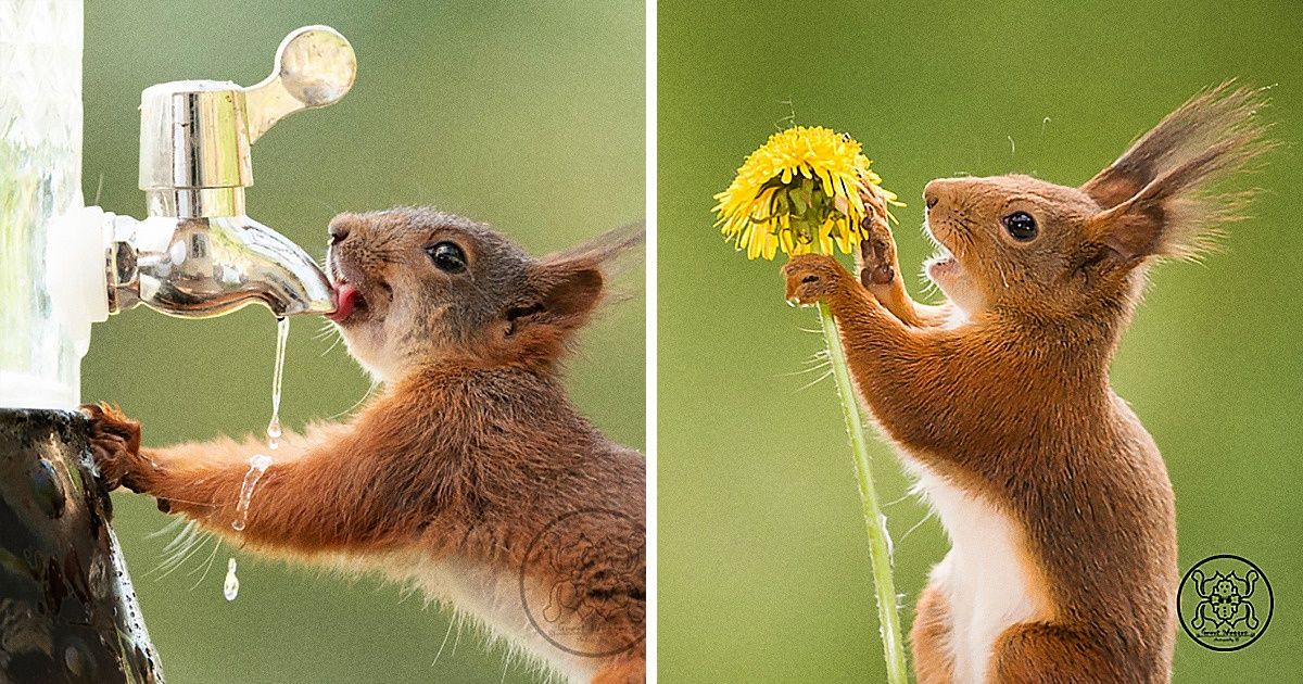 Artysta poświęcił się fotografowaniu wiewiórek i stał się ich najlepszym przyjacielem