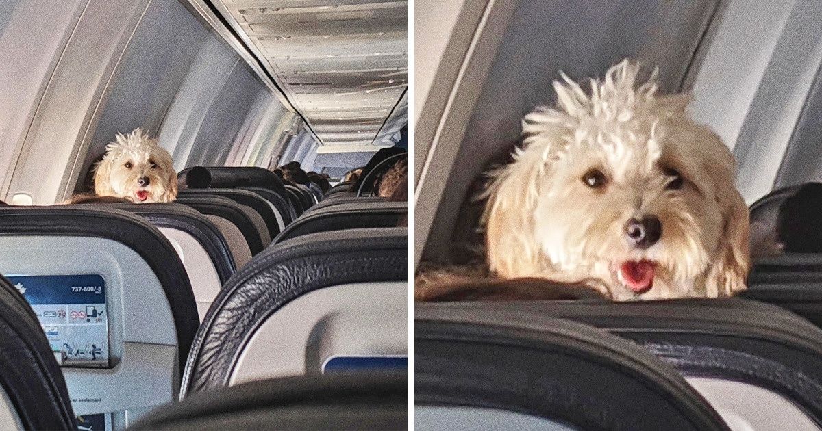 Futrzaki na ratunek! Galeria rozbrajających zdjęć dla osób, którym brakuje codziennej dawki optymizmu