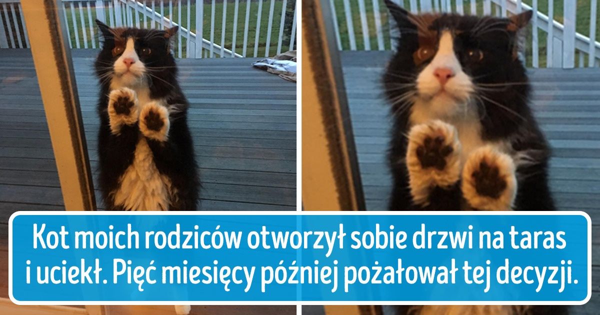 20 przypadków, kiedy zwierzęta pokazały, jak bardzo nas potrzebują