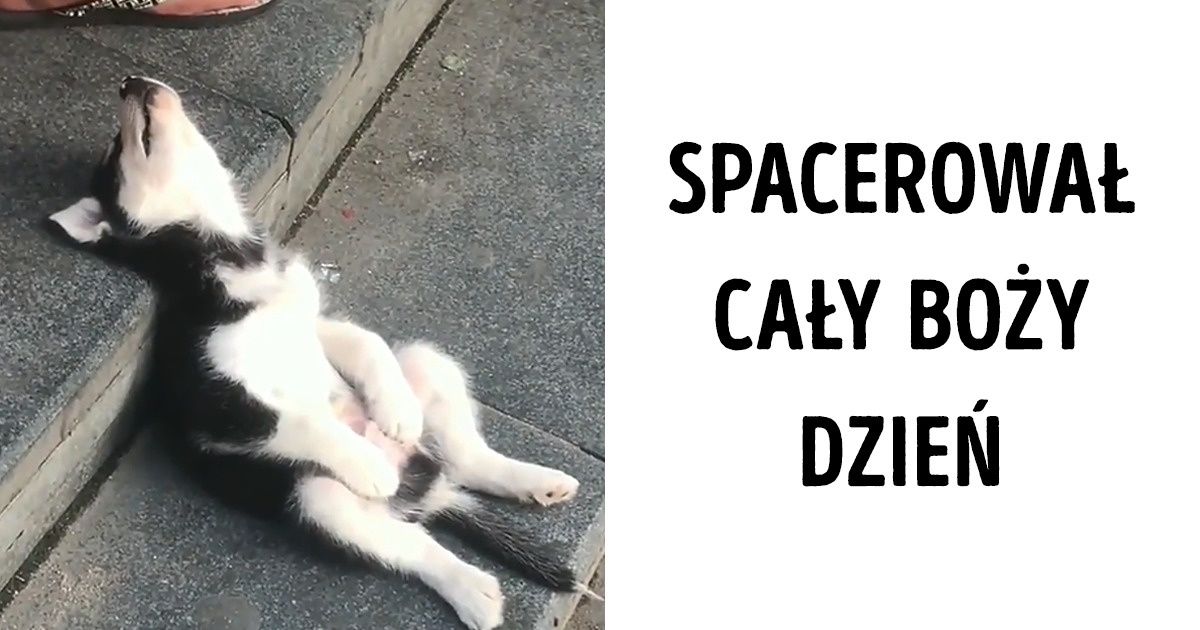 15 zwierzaków, które po prostu padły ze zmęczenia 15 zwierzaków, które po prostu padły ze zmęczenia