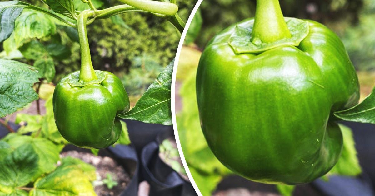 Przyroda wciąż ma dla nas mnóstwo ciekawostek (19 zdjęć)