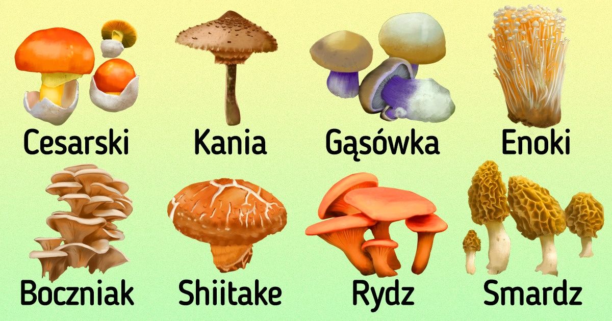 Grzyby Jadalne I Trujące Klasa 3 Najczęściej spotykane oraz bardziej niszowe grzyby jadalne / Jasna Strona