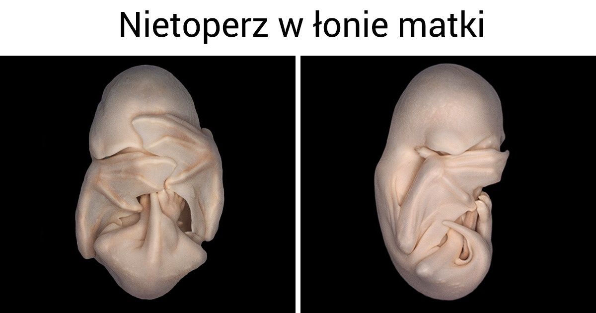 17 zdjęć ukazujących inne oblicze nietoperzy