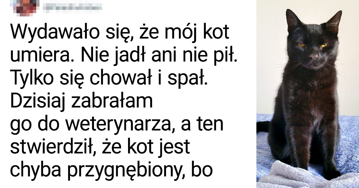 24 osoby, które mają kota i potrzebują chociaż chwili świętego spokoju