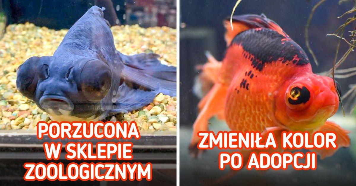 20 zdjęć pokazujących, że miłość i troska potrafią uzdrowić każdą duszę