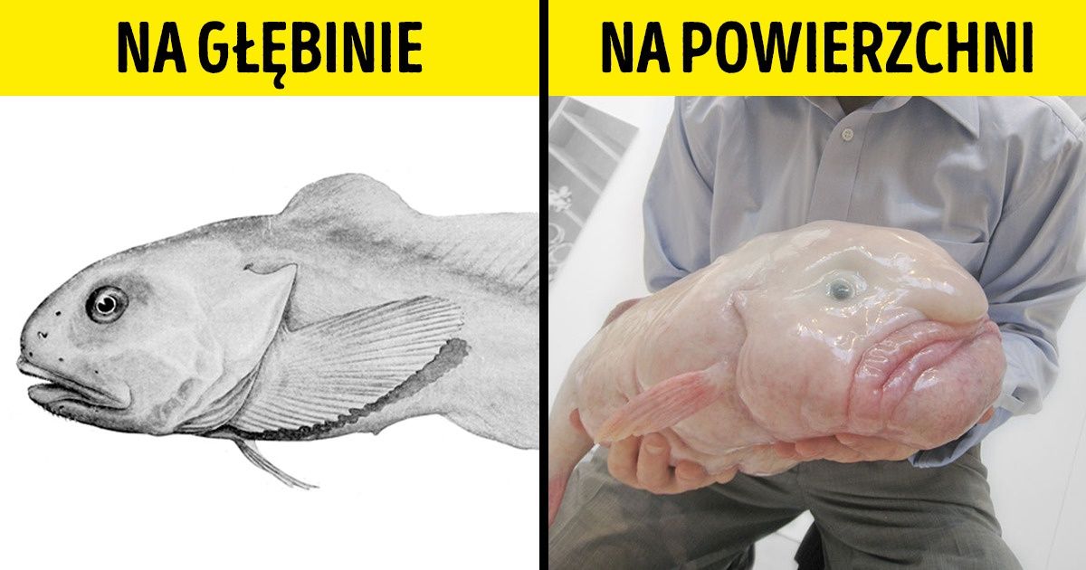 10 użytecznych zwierzęcych cech, które wyglądają jak błędy ewolucji