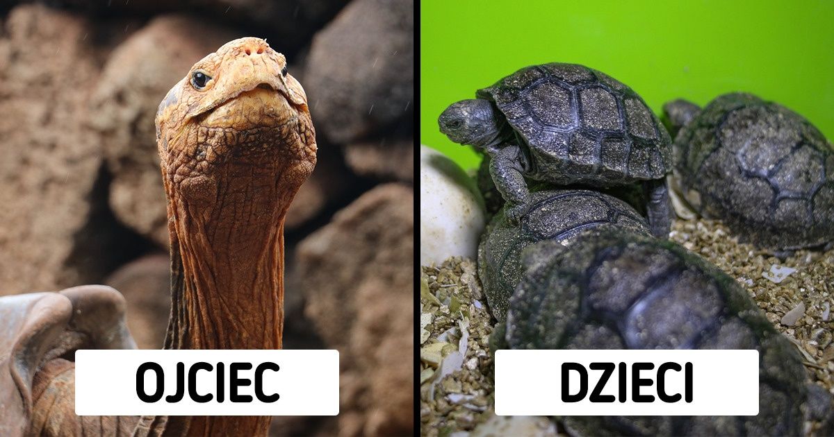 100-letni żółw słoniowy spłodził 800 dzieci i uratował swój gatunek przed wymarciem
