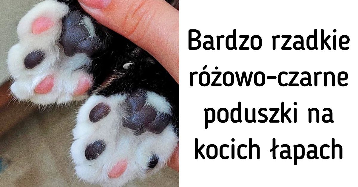 16 kotów, które otrzymały w darze od natury coś wyjątkowego
