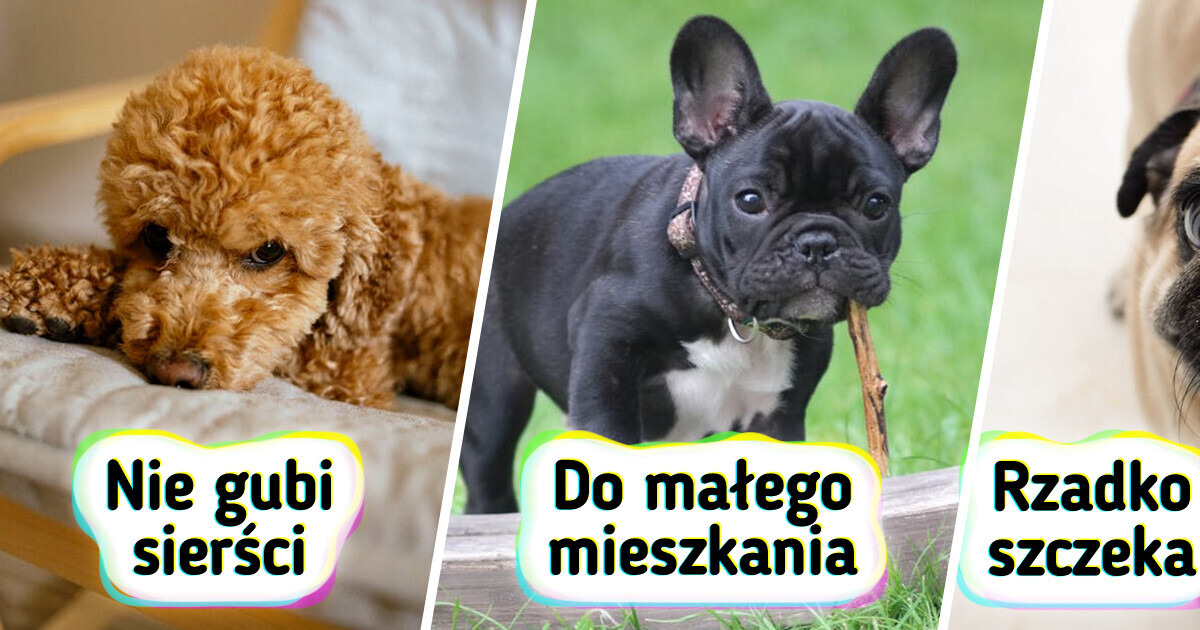 10 ras psów dla tych, którzy chcą mieć pupila, ale nie chcą mieć kłopotów 10 ras psów dla tych, którzy chcą mieć pupila, ale nie chcą mieć kłopotów