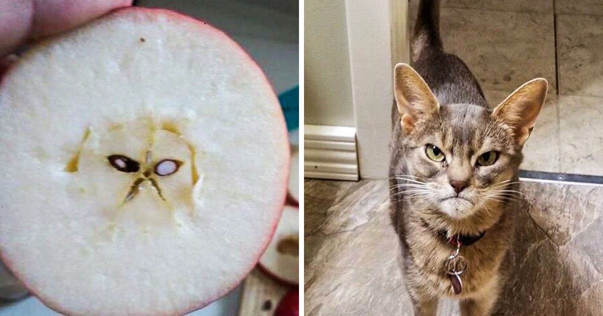 15 zdjęć świadczących o tym, że światem rządzą koty