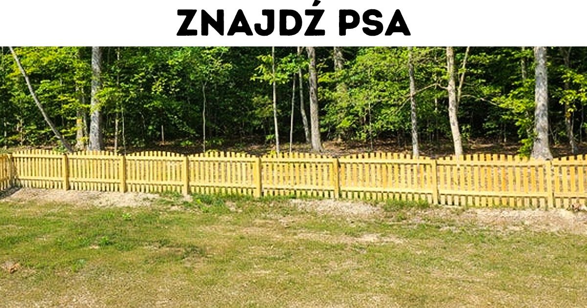 Test: Czy potrafisz odnaleźć przedmioty i zwierzęta ukryte na zdjęciach?