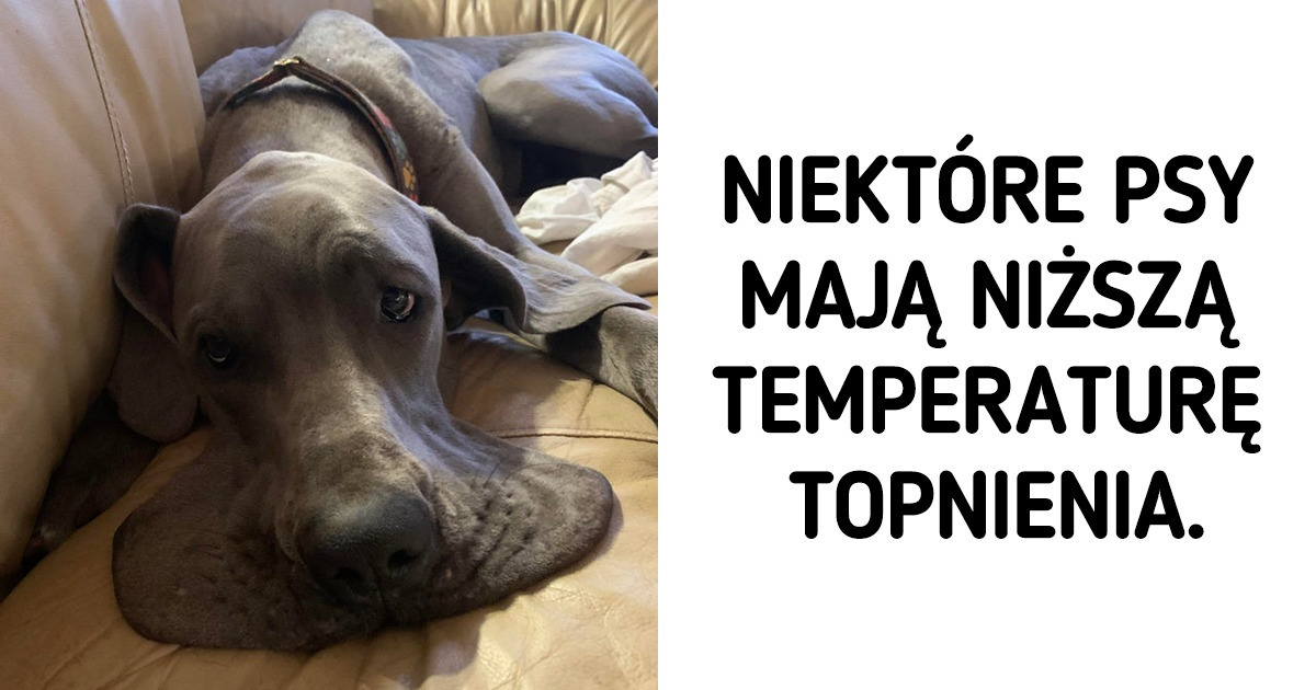 22 psy, które trzeba przywrócić do ustawień fabrycznych