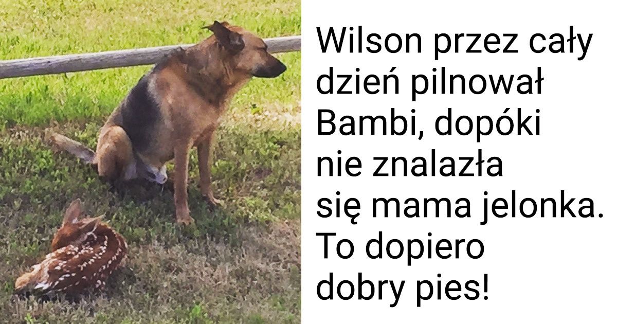 20 dowodów zwierzęcej empatii