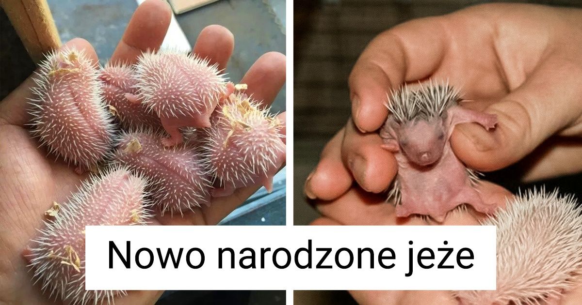 19 uroczych zwierzątek, które oczarowują swoją niewinnością