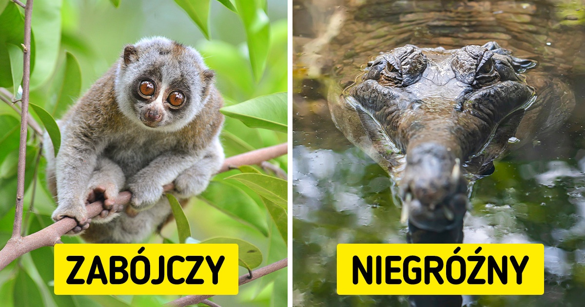 11 zwierząt, które wcale nie są takie, jak nam się wydaje