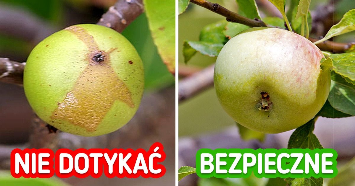 8 niebezpiecznych roślin oraz sposoby na ich rozpoznanie