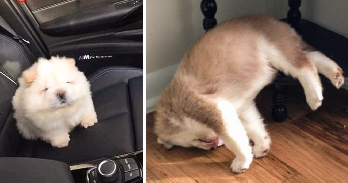 36 rozczulających szczeniaczków, które poprawią ci humor