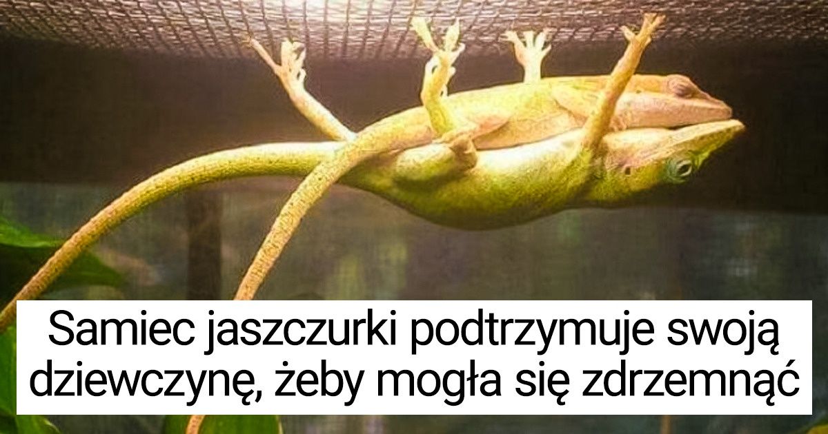 17 zdjęć, które udowadniają, że zwierzęta potrafią dokonać niemożliwego