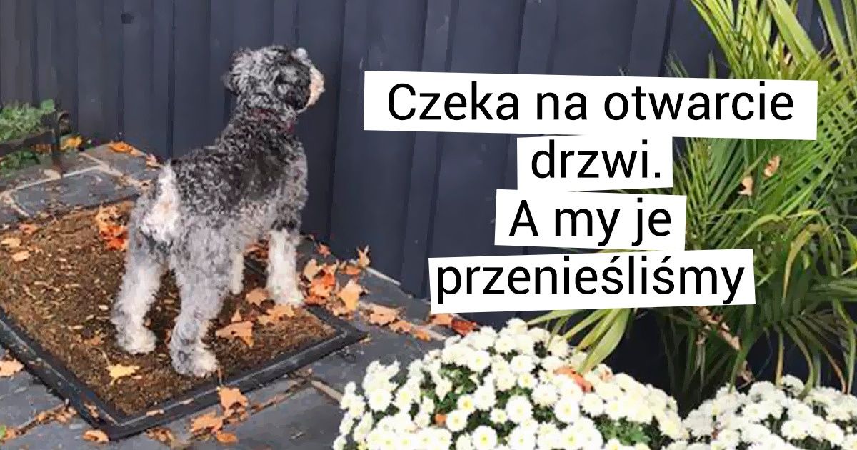 19 zwierzaków, które rozśmieszyły swoich właścicieli