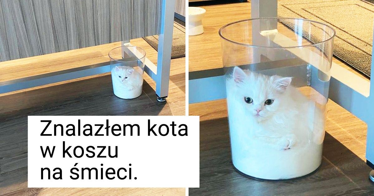 16 użytkowników Reddita, którzy dzięki kotom nie skarżą się na nudę