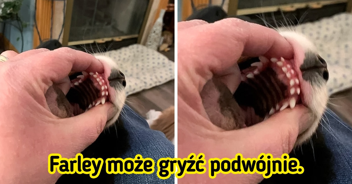 18 zwierząt o niespotykanych cechach