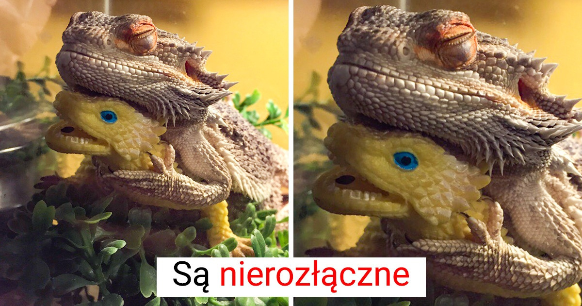 16 zdjęć, na których świetnie widać, że zwierzęta potrafią się dogadać z każdym 16 zdjęć, na których świetnie widać, że zwierzęta potrafią się dogadać z każdym