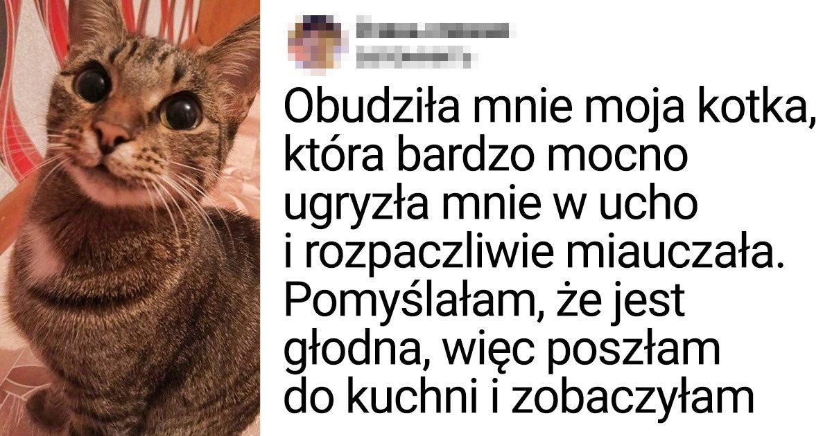 13 zwierząt, które zasługują na wszystkie możliwe nagrody za odwagę i inteligencję 13 zwierząt, które zasługują na wszystkie możliwe nagrody za odwagę i inteligencję