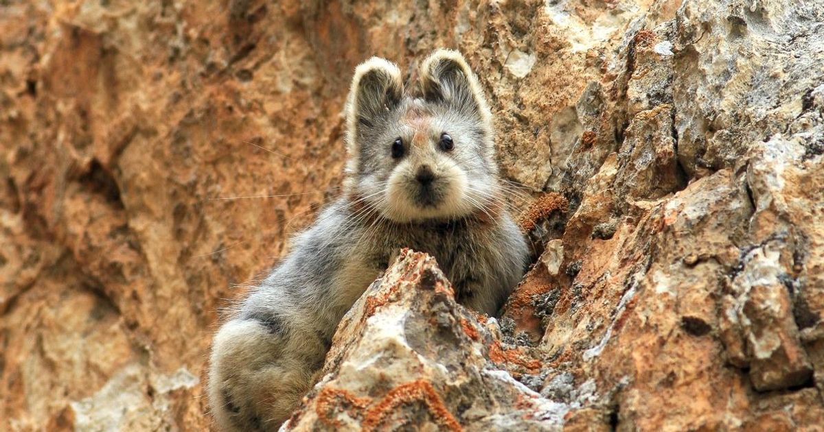 7 niesamowitych zwierząt, o których prawdopodobnie nigdy nie słyszałeś