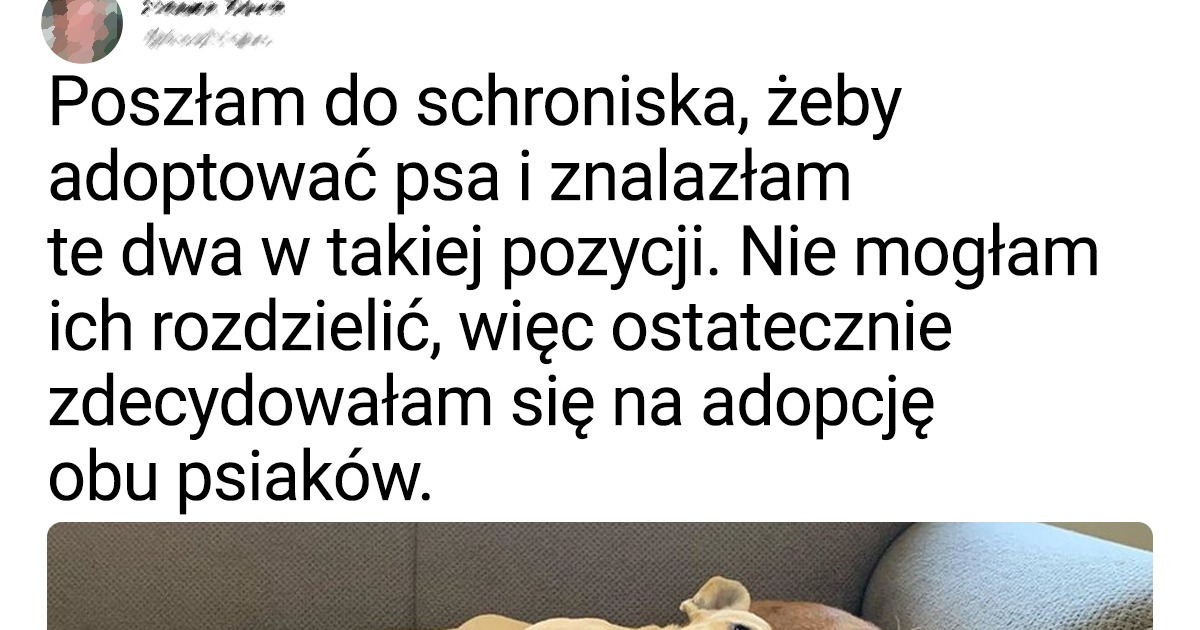 18 zwierząt, które w końcu znalazły dom, a ich właściciele są w siódmym niebie