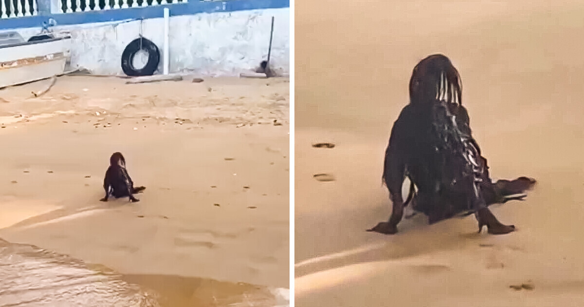 Mężczyzna natknął się na plaży na przerażające stworzenie