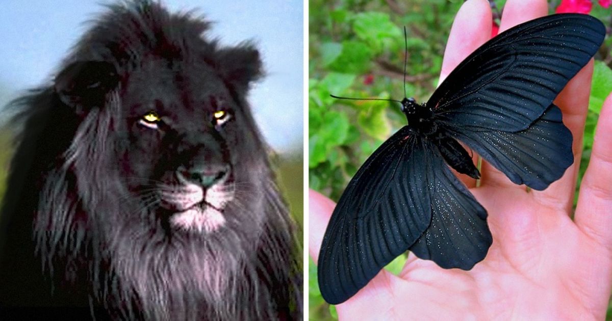 17 zwierzęcych książąt ciemności. Onieśmielają majestatem!