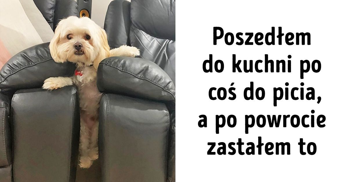 15 zwierzaków przyłapanych na gorącym uczynku