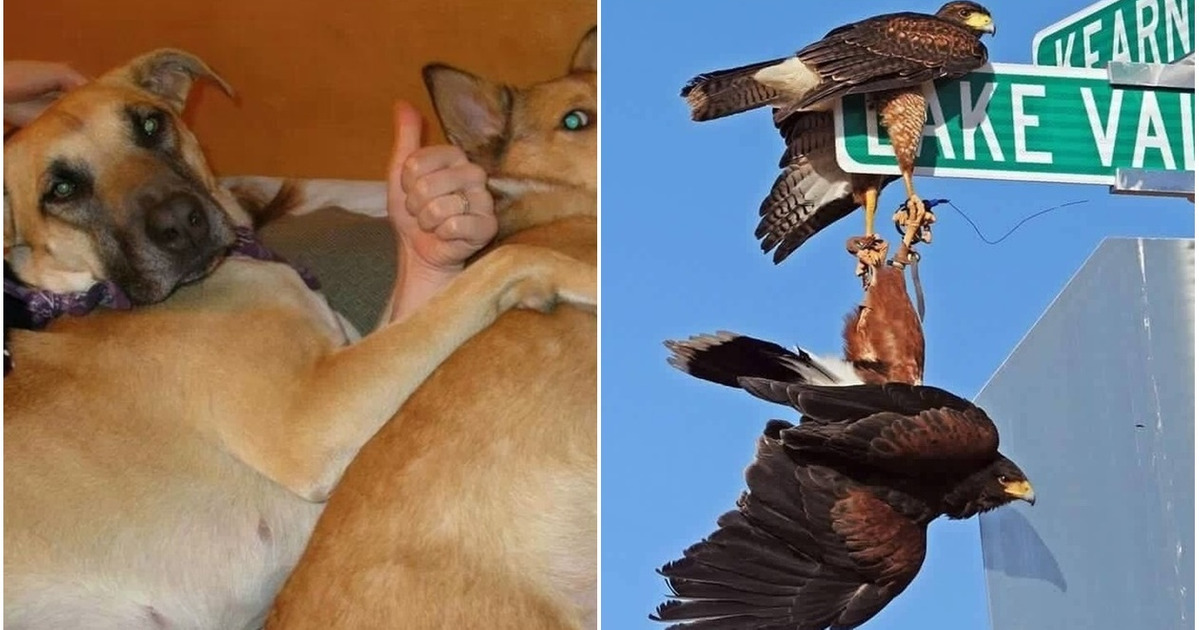 15 zwodniczych zdjęć, którym trzeba się dobrze przyjrzeć, aby je pojąć