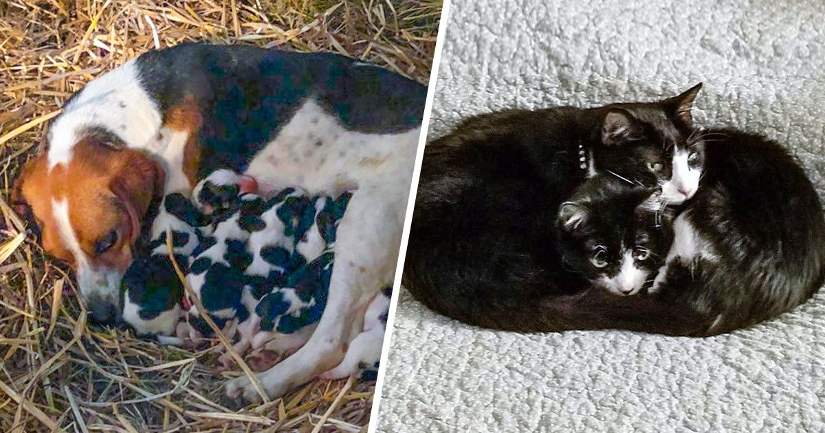 20 zwierzęcych mam, które pokazują, na czym polega macierzyństwo