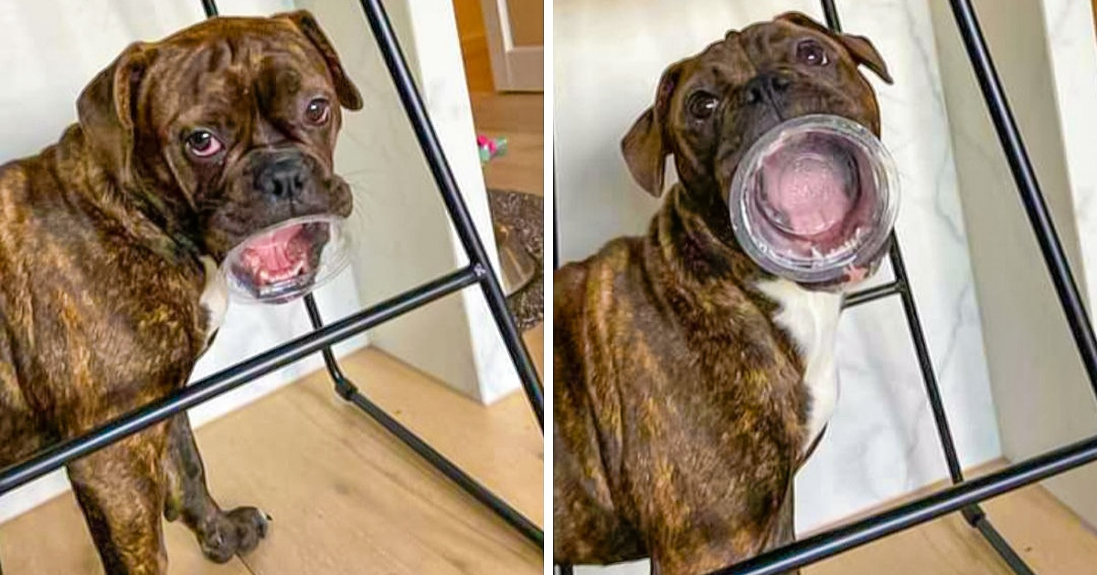 18 zdjęć, które jasno pokazują, że niektóre zwierzęta nigdy nie dorastają