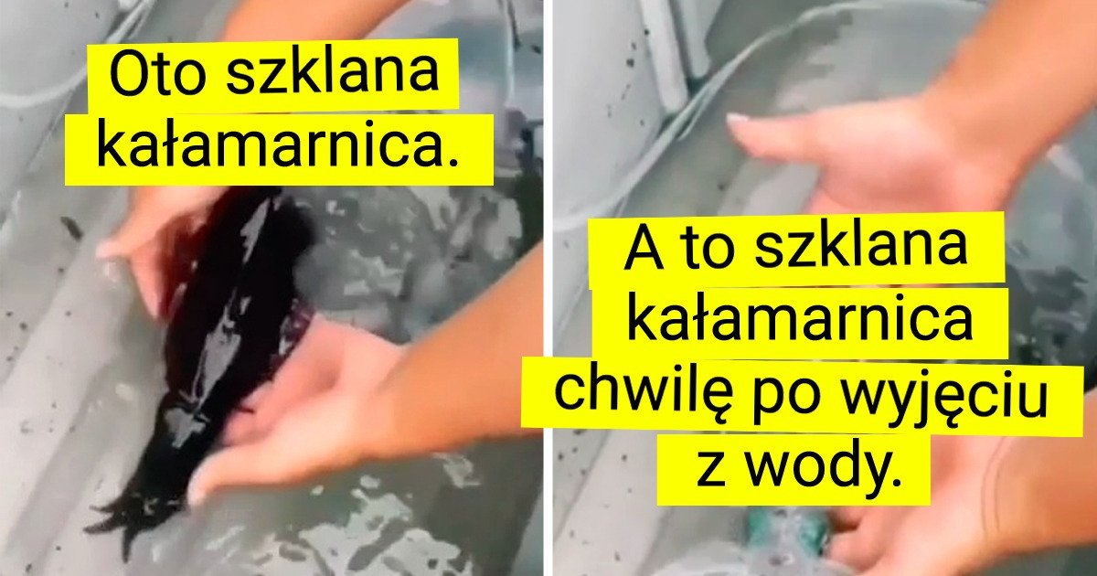 15 niezwykłych stworzeń rodem z kosmosu