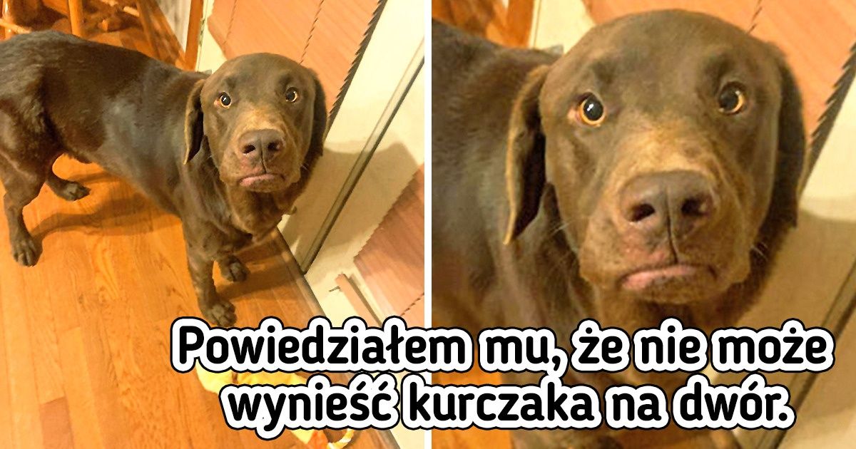 20 zwierzaków, które tak czytelnie okazują uczucia, że rozumiemy je bez słów