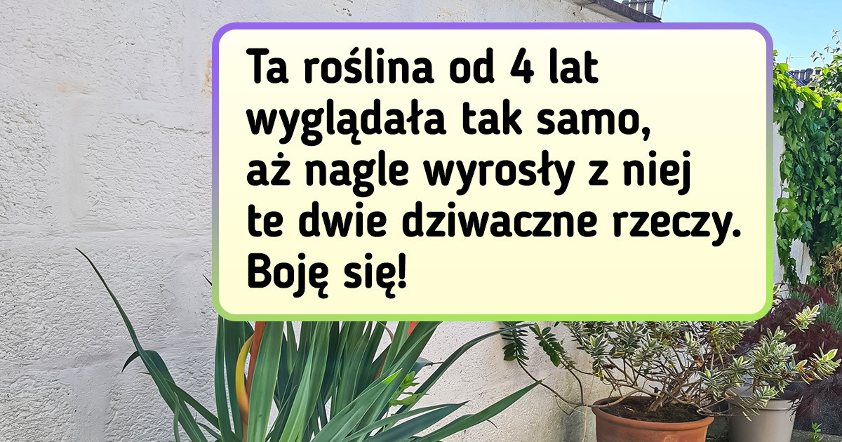 17 egzotycznych roślin, które wyglądają jak z innej planety
