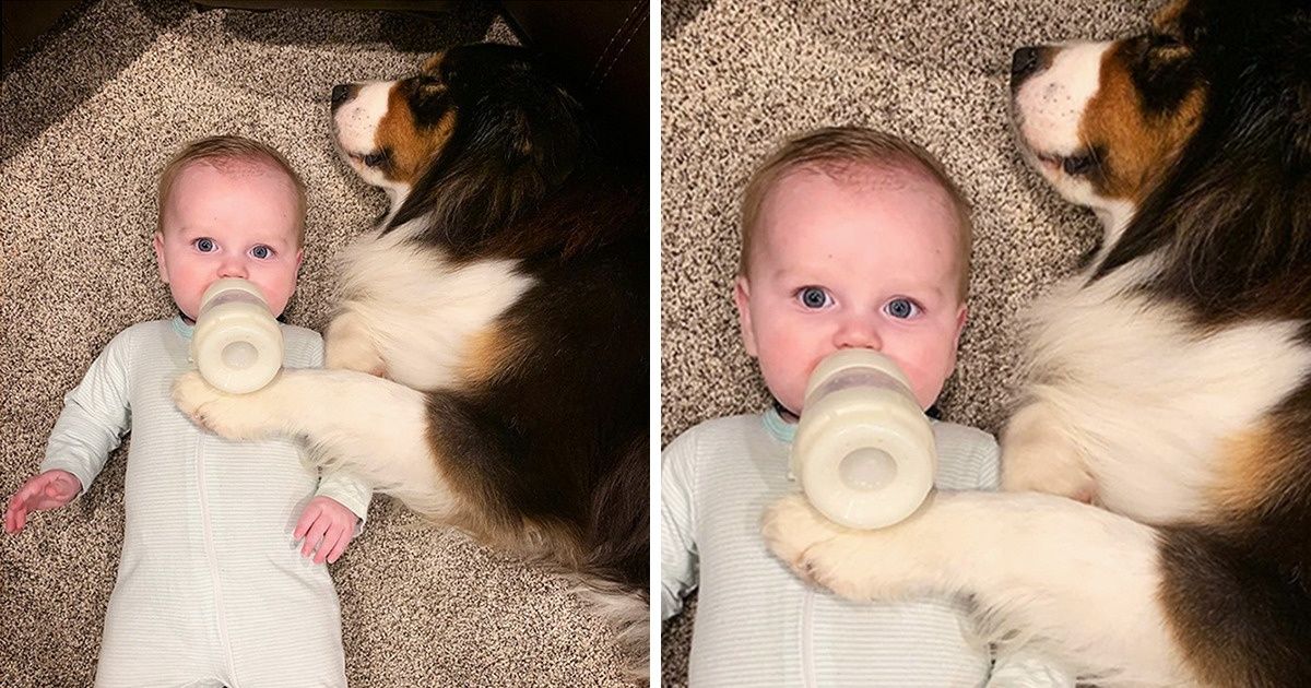 Ten psiak potrafi karmić butelką, opiekować się dzieckiem, ścielić łóżko i pomagać ludziom na farmie