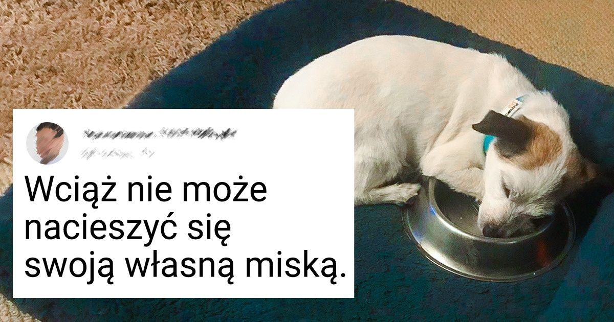 22 zwierzaki, które znalazły dom i dały swoim nowym właścicielom mnóstwo miłości