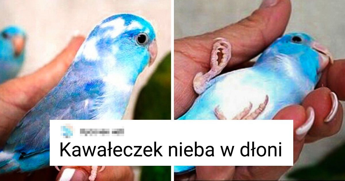21 zdjęć pokazujących, jak natura potrafi zaszaleć z kolorami