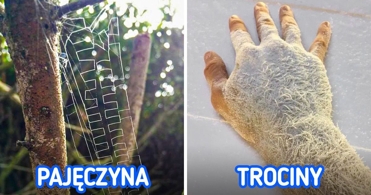 19 przypadków, gdy natura przeszła nieoczekiwany lifting