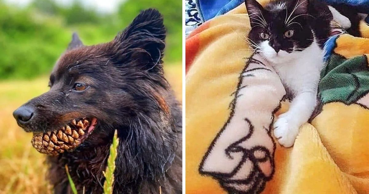 20 zdjęć z dziwnej perspektywy, które zmylą twój wzrok