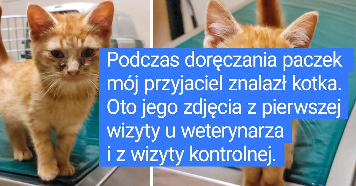 18 osób, które znalazły czworonożnego przyjaciela podczas zwykłego dnia pracy