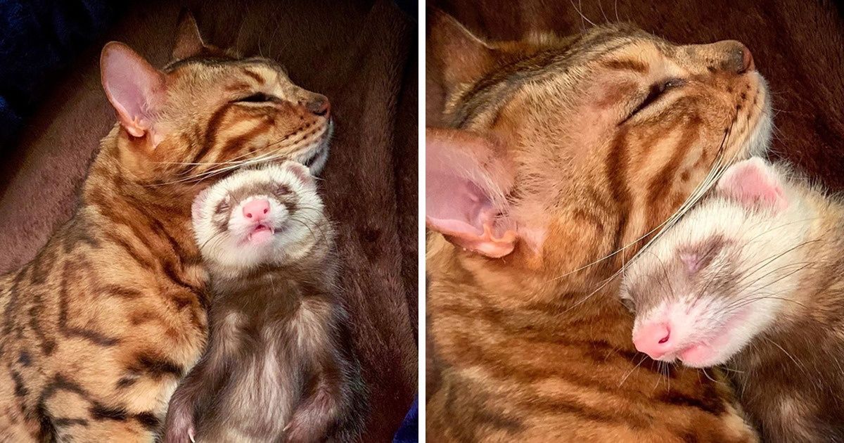 20 międzygatunkowych przyjaźni, które udowadniają, że miłość jest ślepa