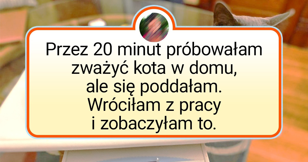 19 zdjęć, które udowadniają, że koty są stworzone do łamania zasad