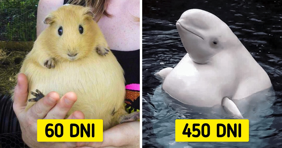 Jak długo trwa ciąża u tych 16 zwierząt Jak długo trwa ciąża u tych 16 zwierząt